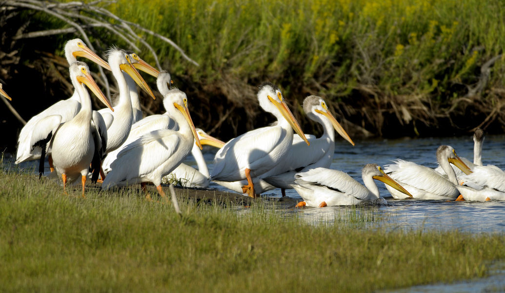 White pelicans